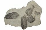 Plate Of Large Parahomalonotus Trilobites - Foum Zguid, Morocco #171025-1